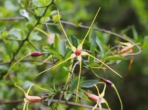 Квітка - штопор, Strophanthus gerrardii